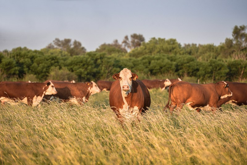 climate-and-shock-resilience-in-food-production-systems-after-covid-19