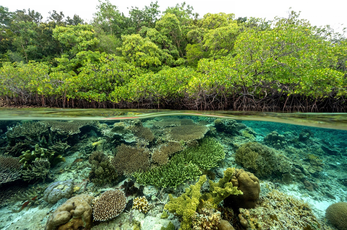 Mangrove,Forest,And,Coral,Reefs,In,Split,Shot,,Gam,Island