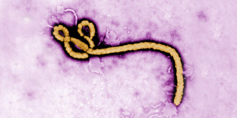 ebola_virus_3
