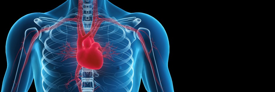 Cardiac Function