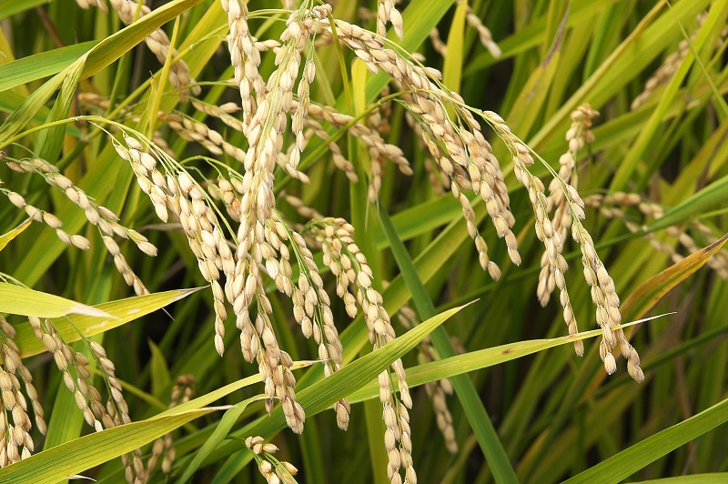 Rice harvest