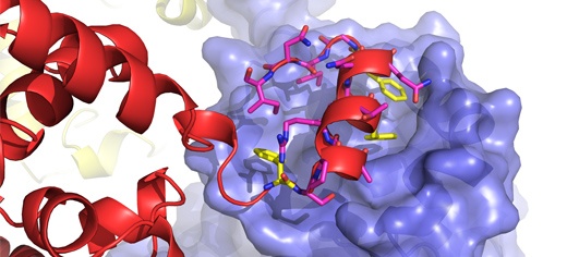 schmallenberg_virus